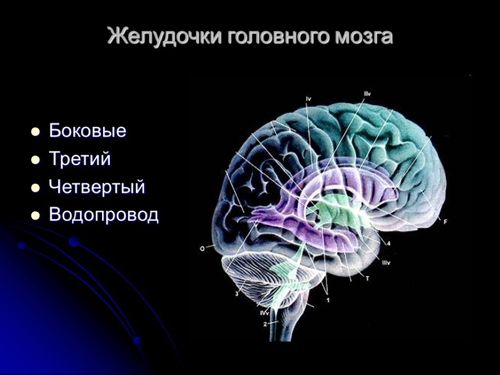 Боковые желудочки головного мозга рисунок